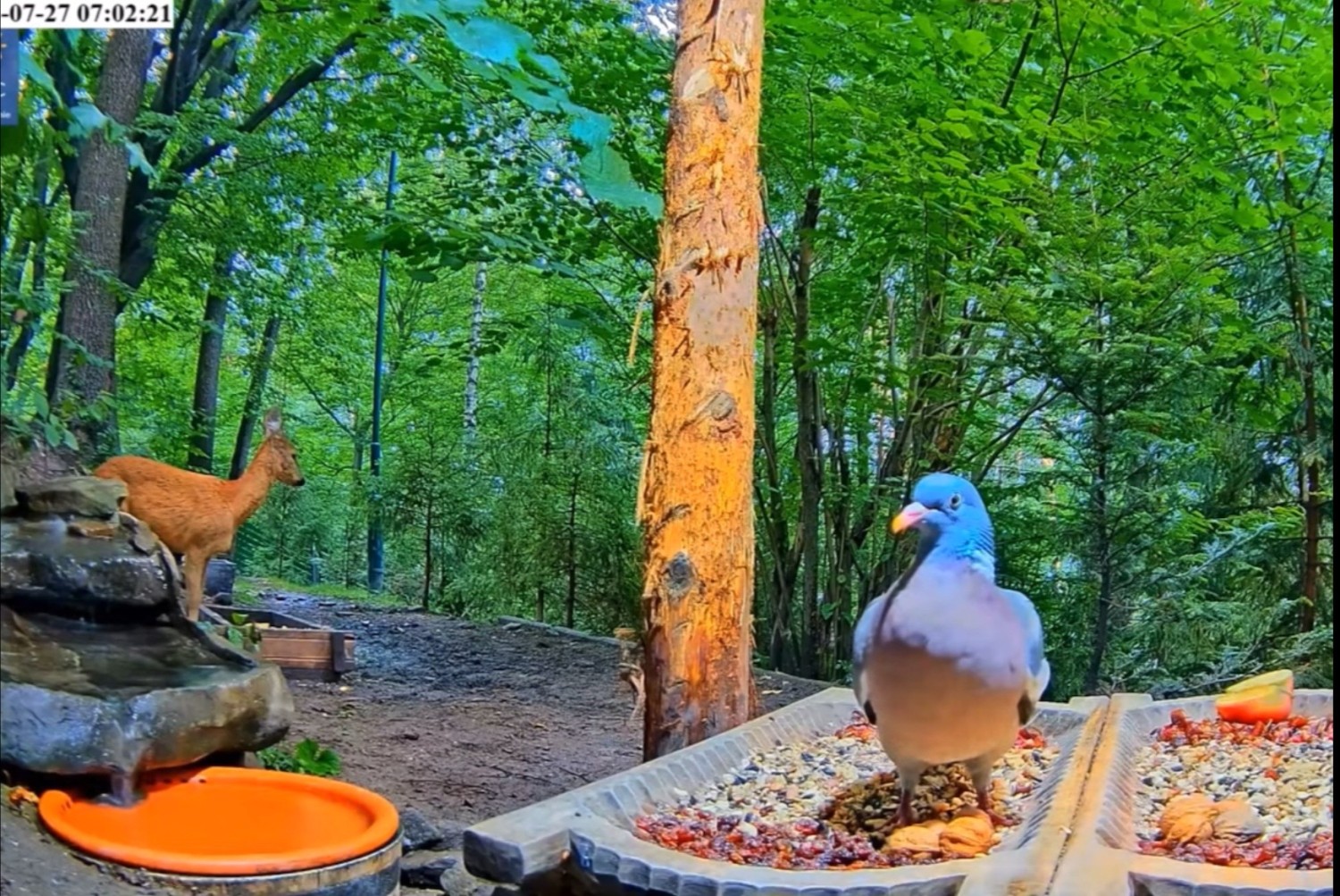 livebirdspoland_83e66ba3ee828cc3c785574de73ed9a6.jpg