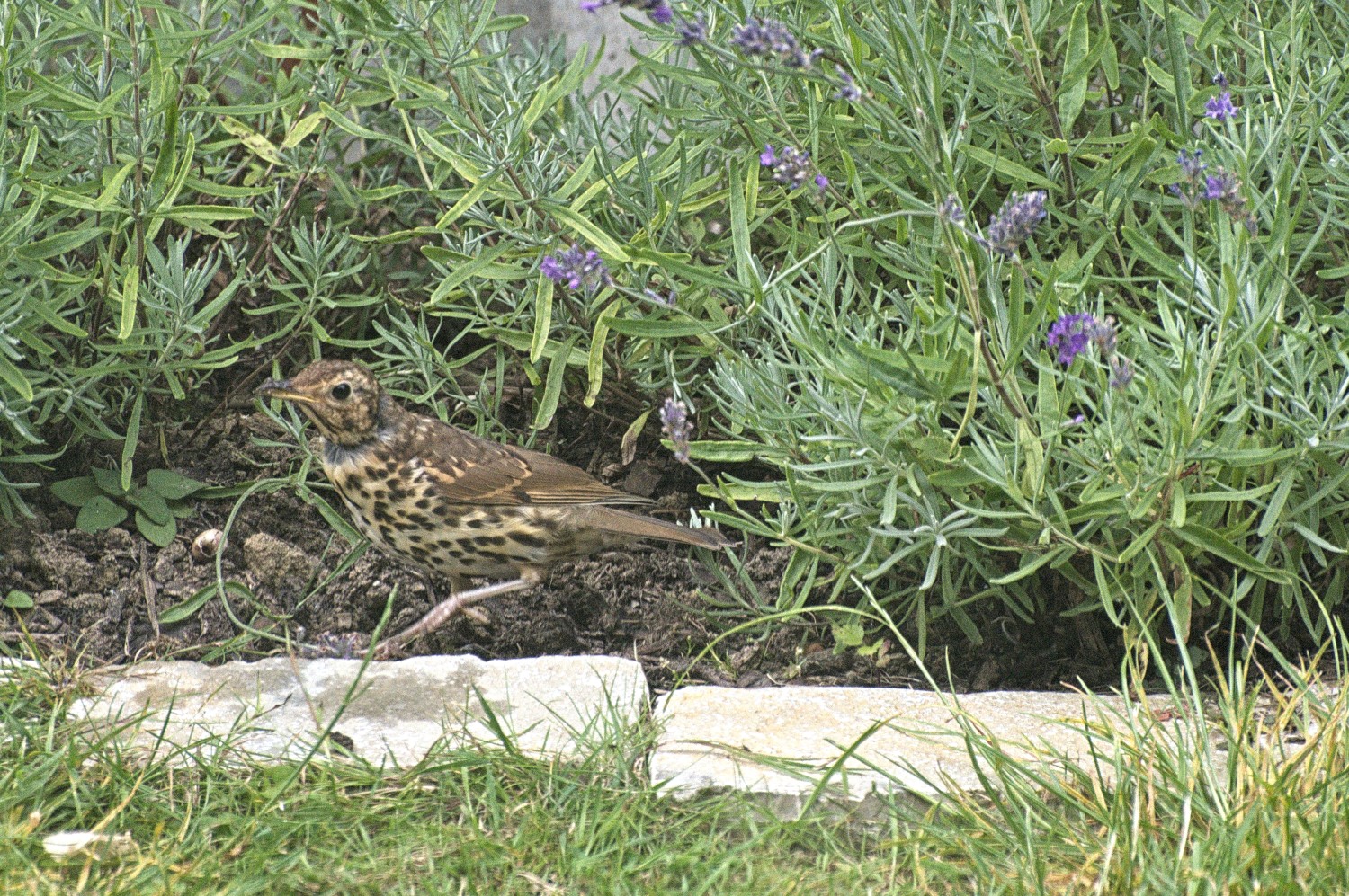 livebirdspoland_d701409ef8845aa4e25af66d228dfd25.jpg