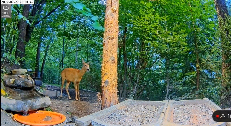 livebirdspoland_de2f920373da79489ec2601162597674.jpg