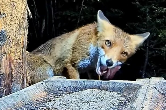 livebirdspoland_0da5f7efa3eb4b23429fe15324f02fd0.jpg