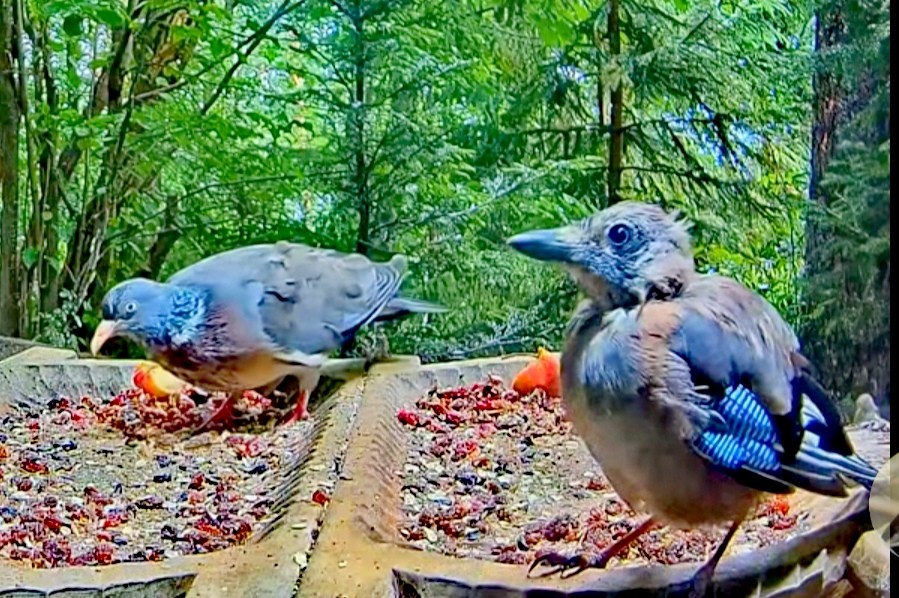 livebirdspoland_bdeebfcfb7ac33fbaa745901f56f8127.jpg