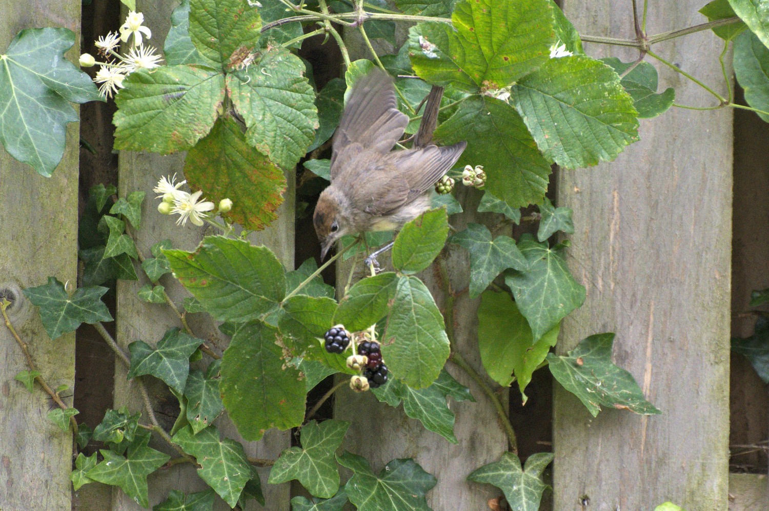 livebirdspoland_106ae5cb6ff6e181102882f12ba3605c.jpg