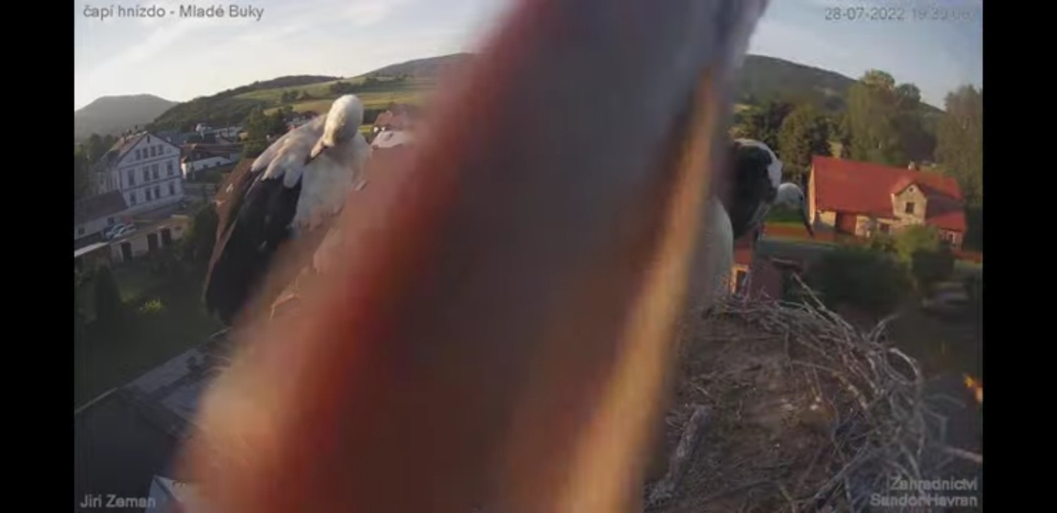 livebirdspoland_6662e2860bdcaafccf3da8b27681af46.jpg