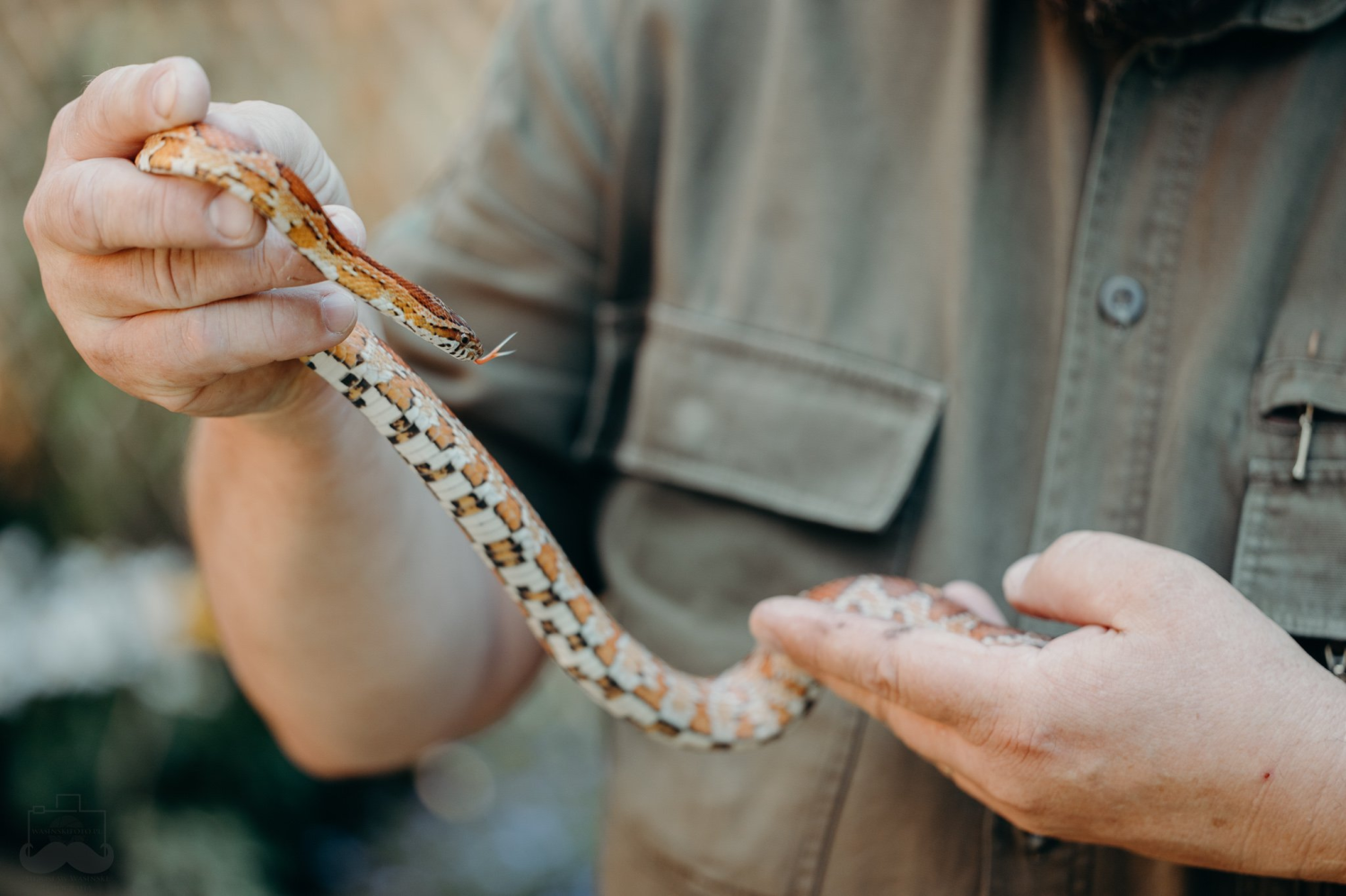 livebirdspoland_2bde5538bd0b3f89daa27d0b99fee94d.png