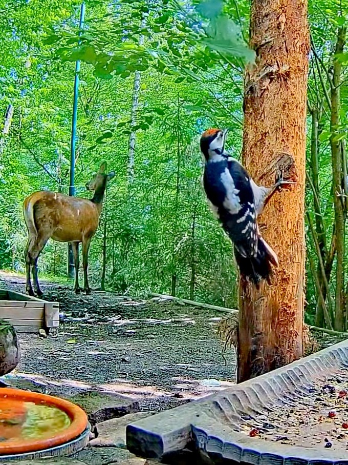 livebirdspoland_9415c7685b1378bf3b02a1537932e354.jpg