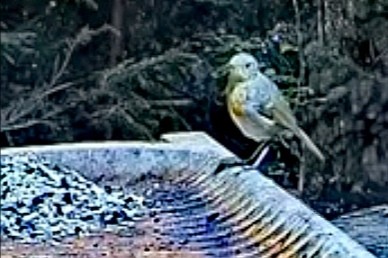 livebirdspoland_300a9c9271769448a443cecb2259f146.jpg