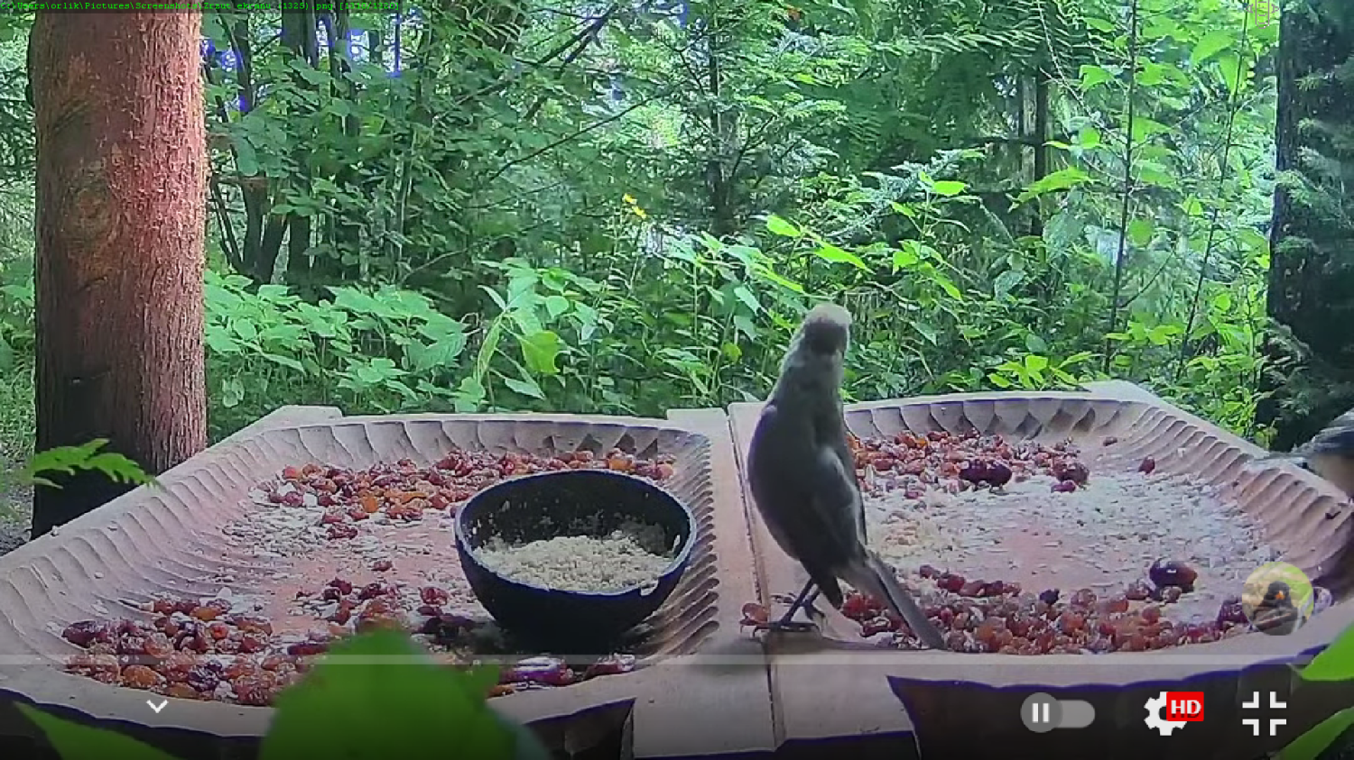 livebirdspoland_43a578c1a4809e52ae8add76bd7bd527.png