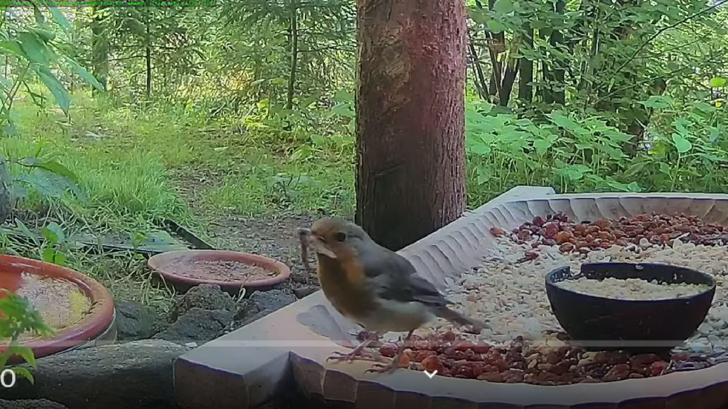 livebirdspoland_0718c8d4657399882b10eda3998f0d42.png