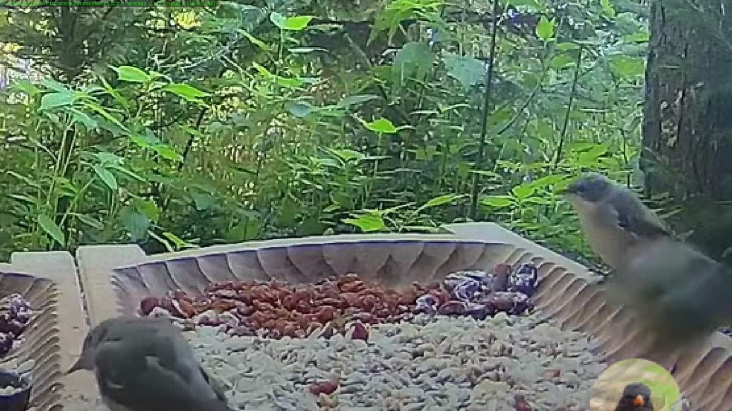 livebirdspoland_2b4c76667fe00180910d6cd21e8536f8.png
