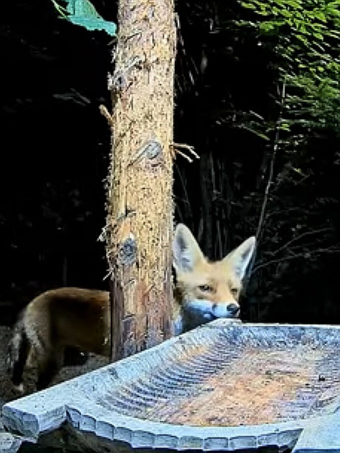 livebirdspoland_3da2acb42900477d001f1d31fa7911aa.jpg