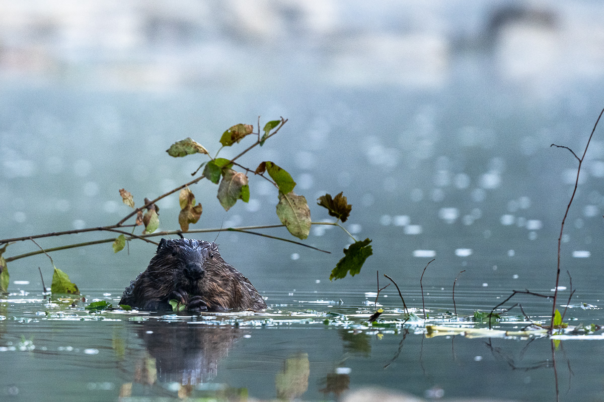 livebirdspoland_6c0f9f7946418cd3776601f32e5c4182.png