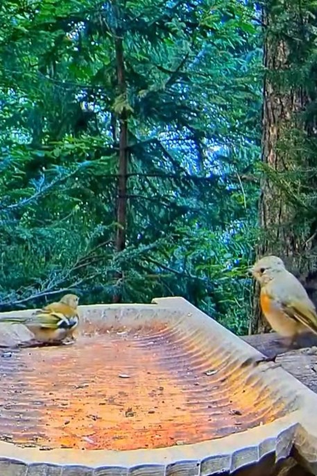 livebirdspoland_0dd64b3e2f00ad4198692d9990f892b4.jpg