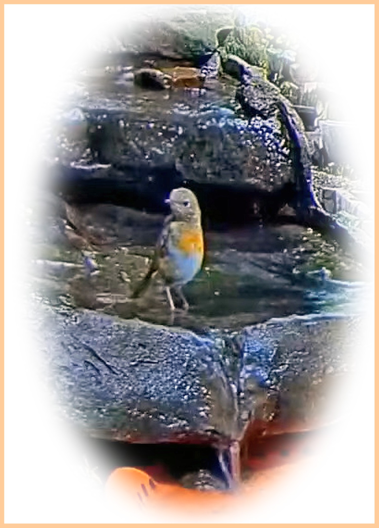 livebirdspoland_5c7849cdd015a015ee00a5391a457603.jpg