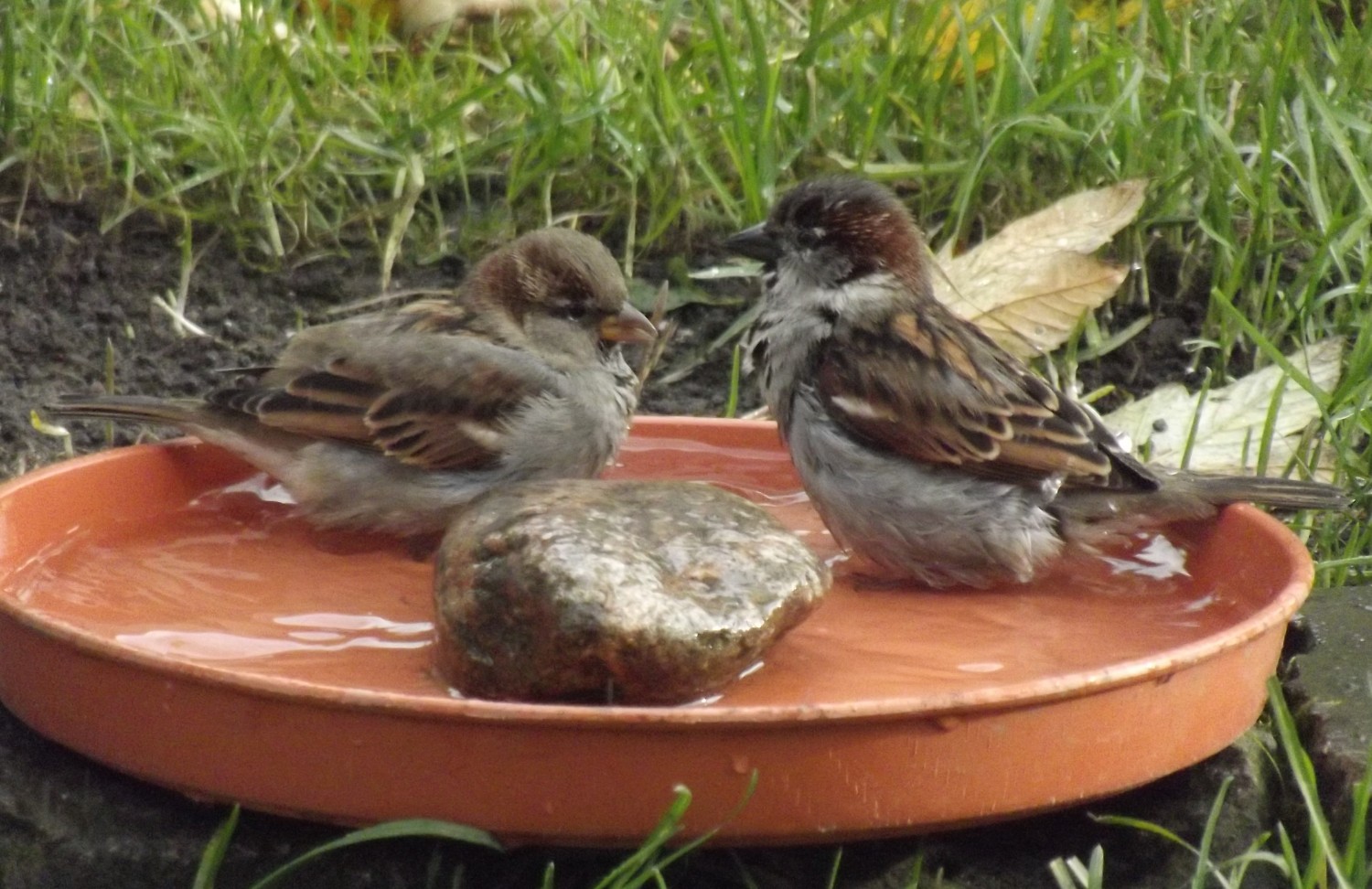 livebirdspoland_56ab3a31528e7416275bdb9234ecc457.jpg