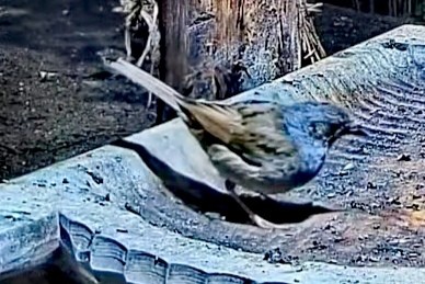 livebirdspoland_8c2cadf6e68a5fa3556d1806bda8895c.jpg