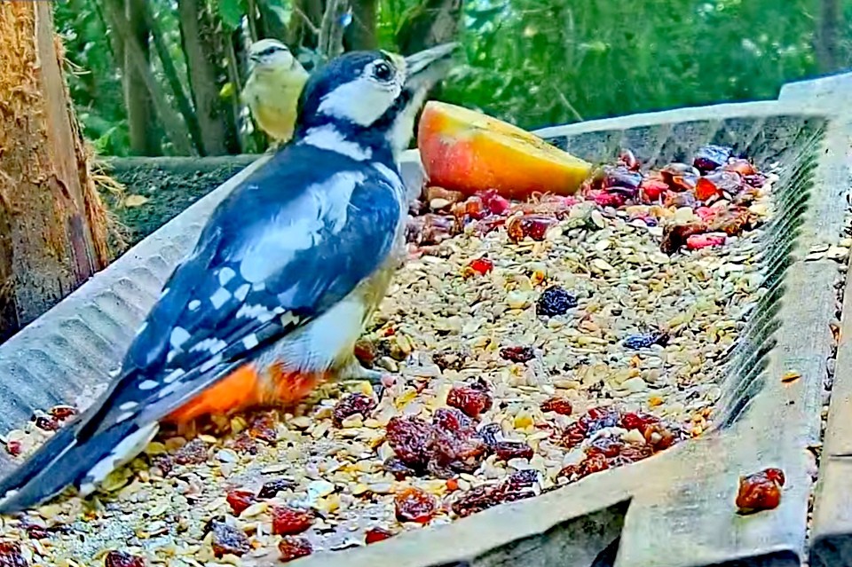 livebirdspoland_aeb10a1d04d5a80ecdb34954e487ddda.jpg