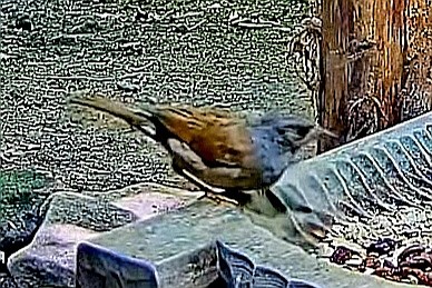 livebirdspoland_22076dc69eb73dc4f943003e512c8656.jpg