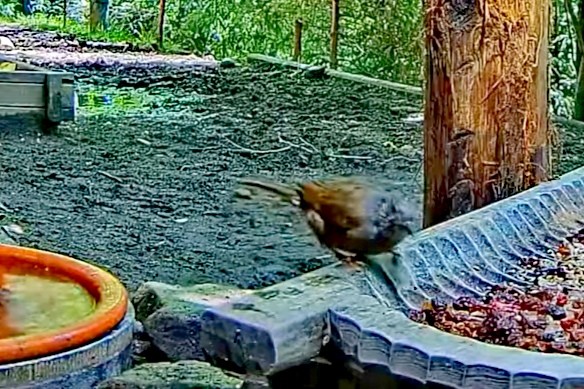 livebirdspoland_b314477e1239b2245b07f74e4f6e2f99.jpg