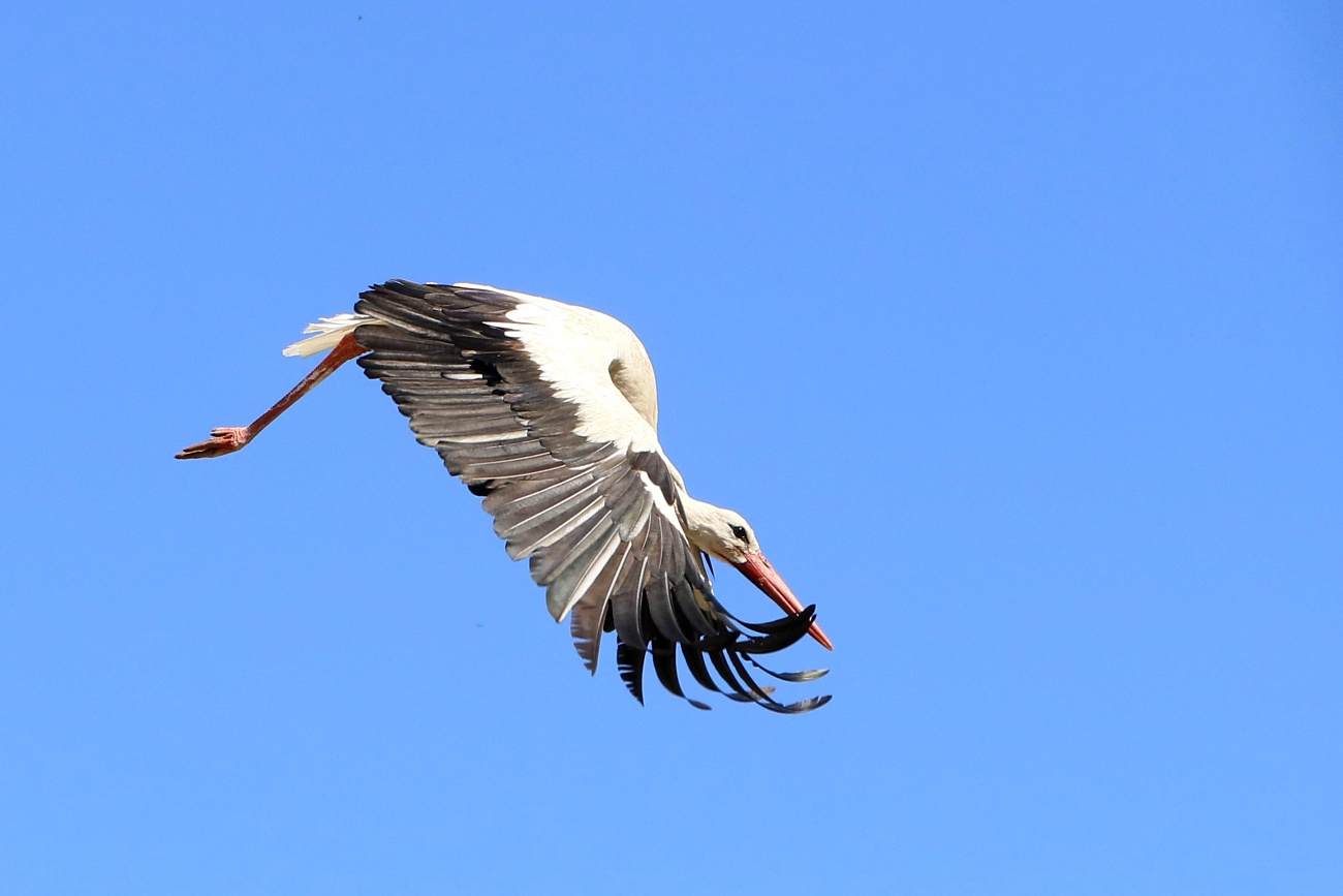 livebirdspoland_65e3bd752772fd83a5c6b7c26490b3b3.png