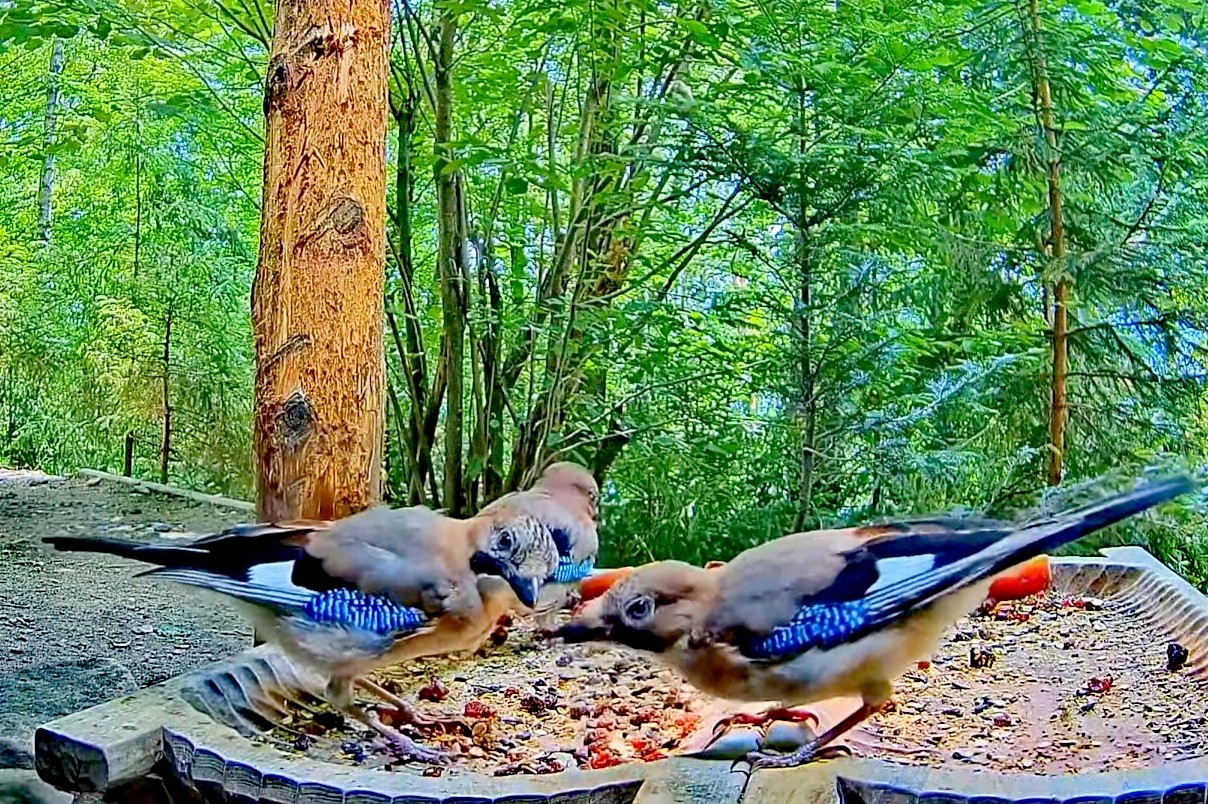 livebirdspoland_f567ea3a497f4b9c63fd6a11c1d85b5e.jpg