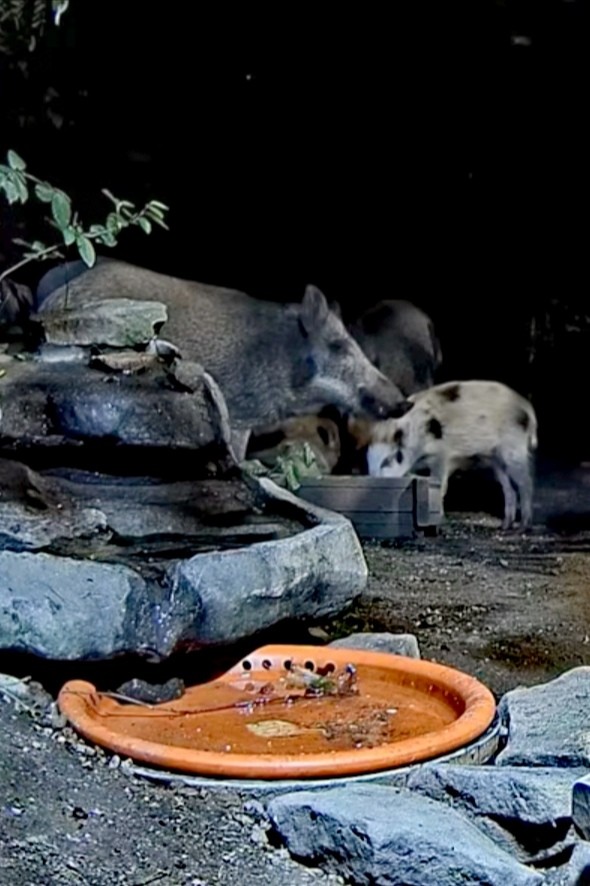 livebirdspoland_4effe2fd9112cba45251ca69fd34580f.jpg