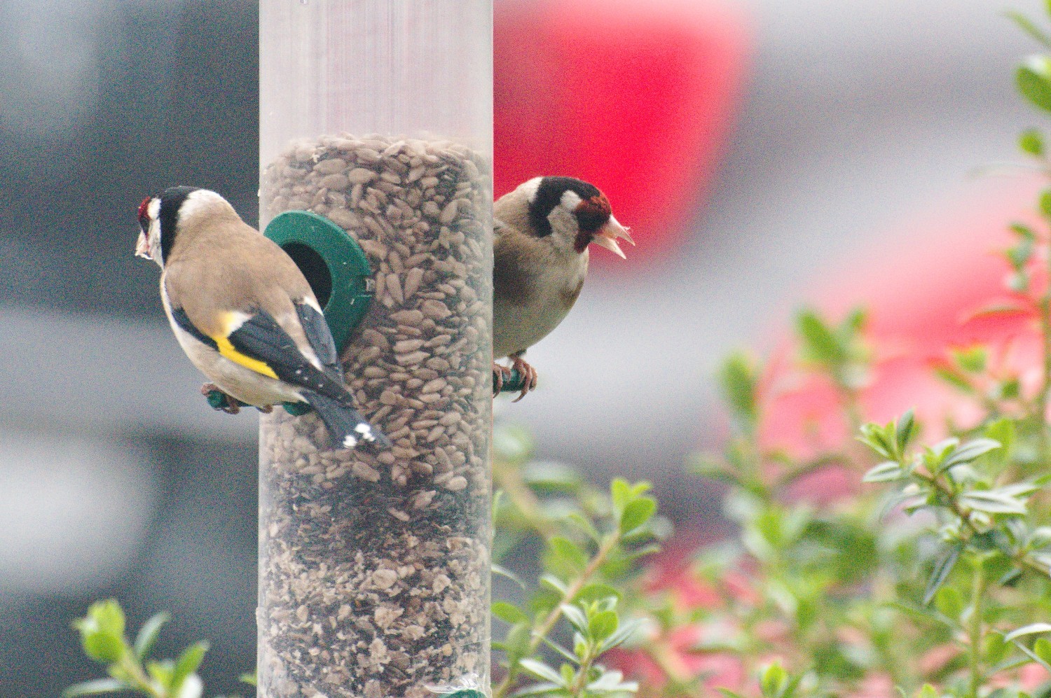 livebirdspoland_464958a7fb713c4daec7338ea4daece4.jpg