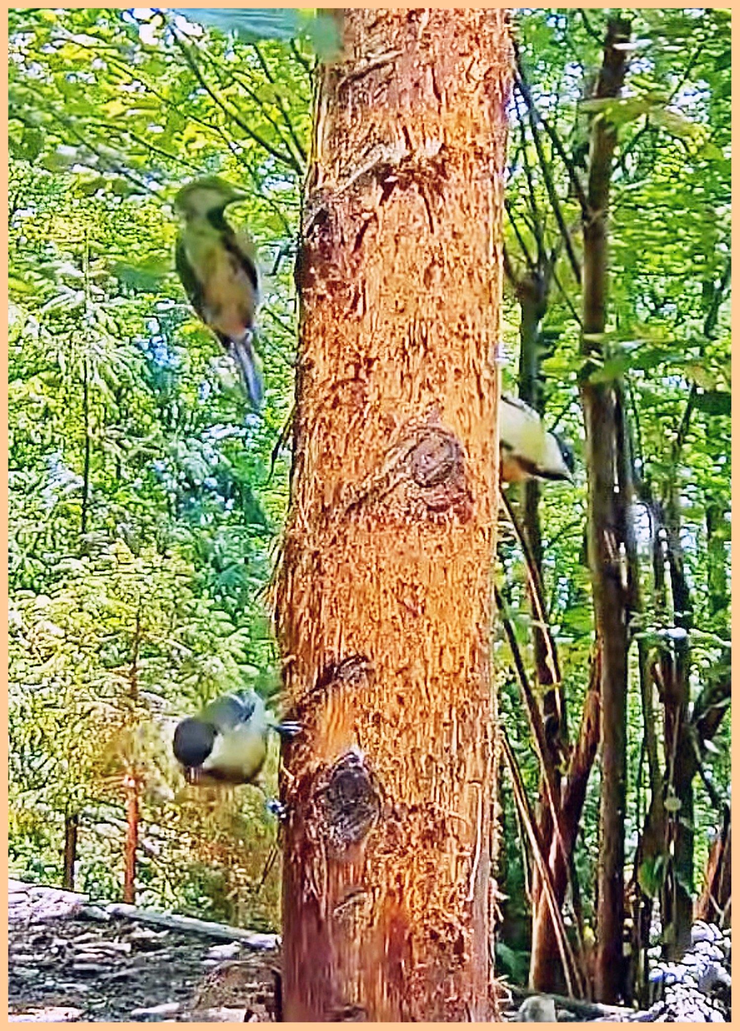 livebirdspoland_6927c72c75e13fb1ca517faf84f5a06d.jpg