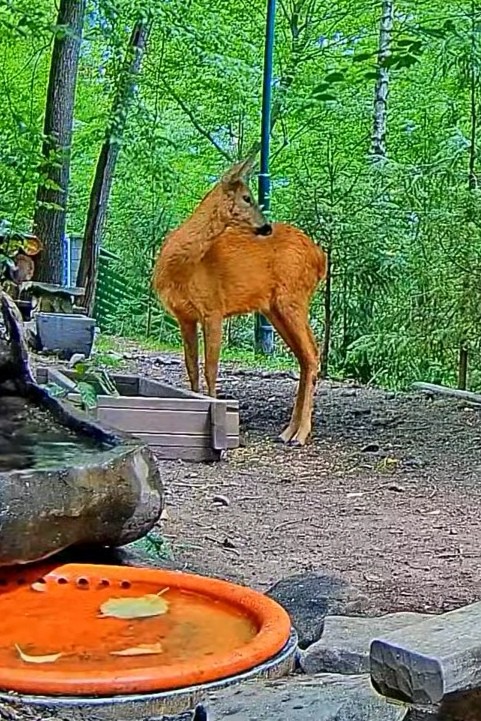 livebirdspoland_c8715a0911b22c1b2db6b829b98579e4.jpg