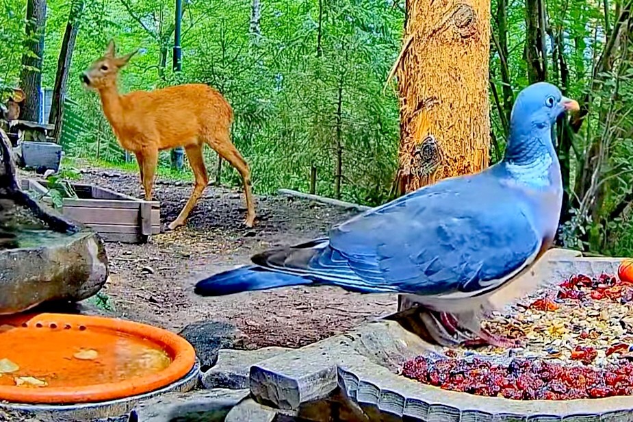 livebirdspoland_bdb4954b181e2f5d02eaef9f7dc4e009.jpg