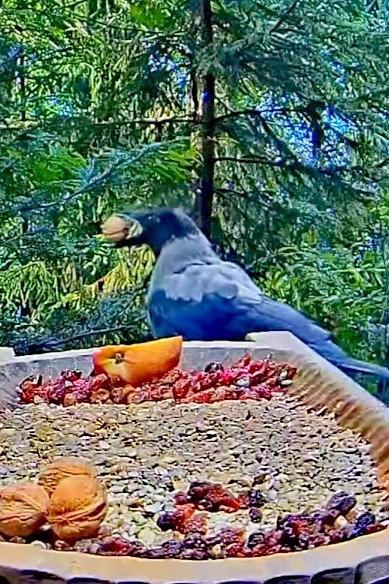livebirdspoland_d6d4c01092abcc4f2f423cb308ebafa0.jpg