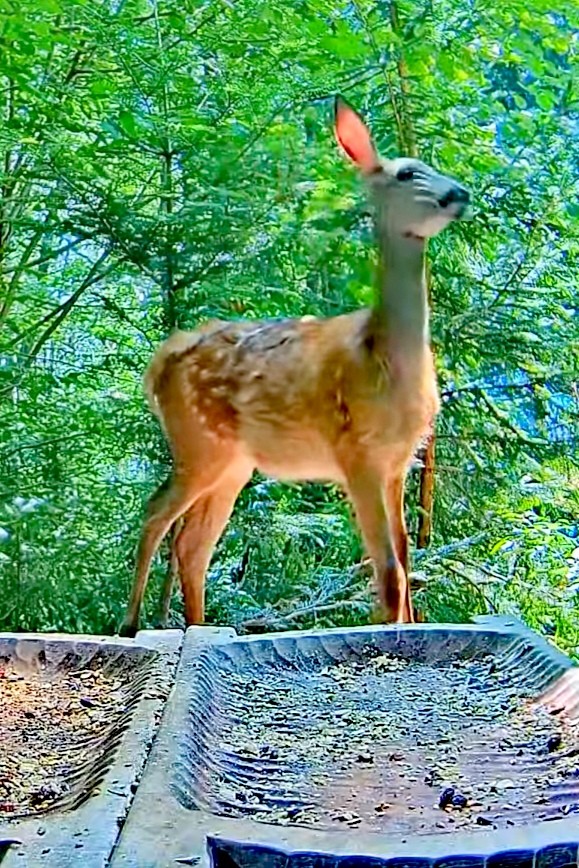 livebirdspoland_e91b0b4774d2026e683e5bd0088bd88b.jpg