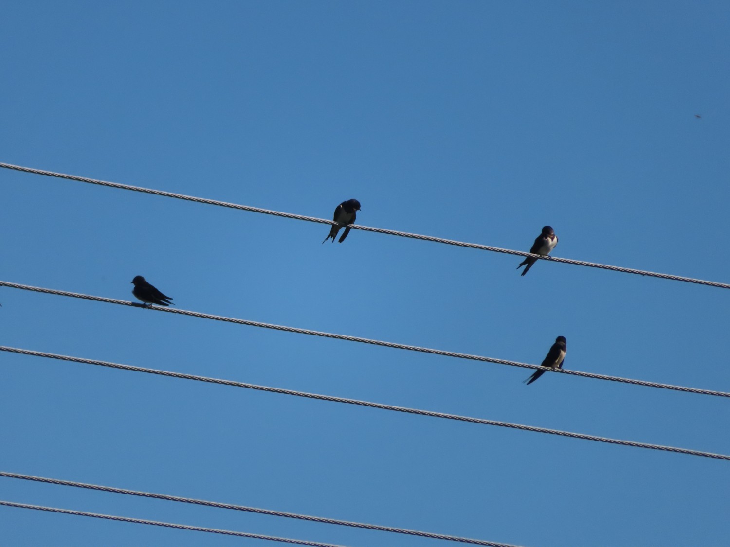 livebirdspoland_04868da13b709ffe87f82abef0cea741.jpg