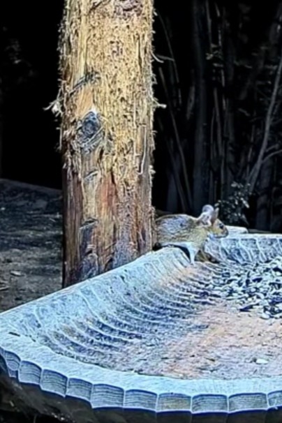 livebirdspoland_0824f00b4582df8cb4941c80ee611440.jpg