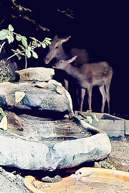livebirdspoland_79ec42029594974b54e431aad8ea0d19.jpg