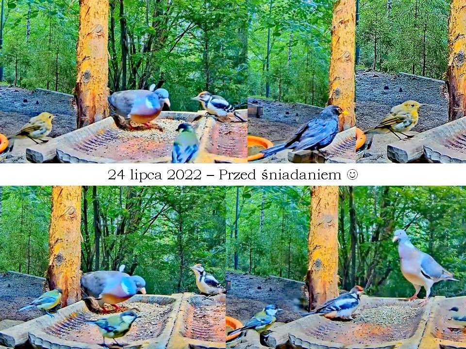 livebirdspoland_fdb388a87bdb08cb9f4a5c839429d421.jpg