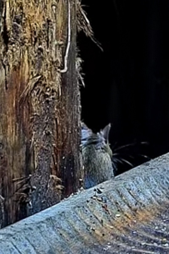 livebirdspoland_64bbcf04d55e9f1ff06c01b800eda553.jpg