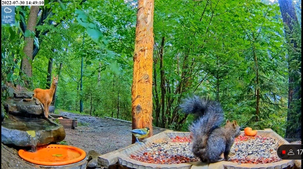 livebirdspoland_a780e073aa72a270dfef5e09794538a1.jpg
