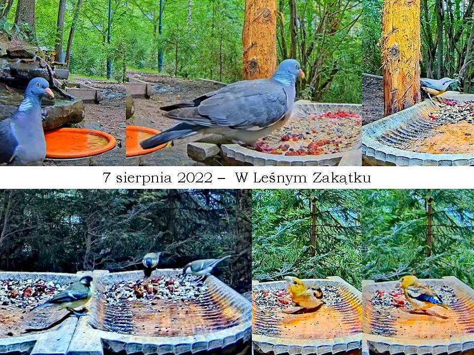 livebirdspoland_11052bc3a0a9977e82aec0884685c2cd.jpg