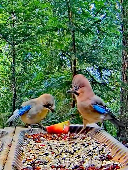 livebirdspoland_ee392212906b26c9186e8f2722894324.jpg