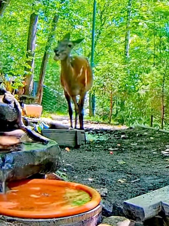 livebirdspoland_9f9073a316477ec6a19b17a62b303986.jpg