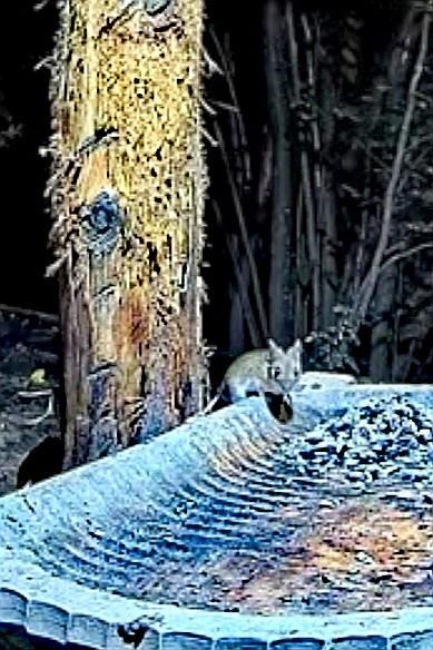 livebirdspoland_164184c4b6d79fefc2aa52f6f5a0ce26.jpg
