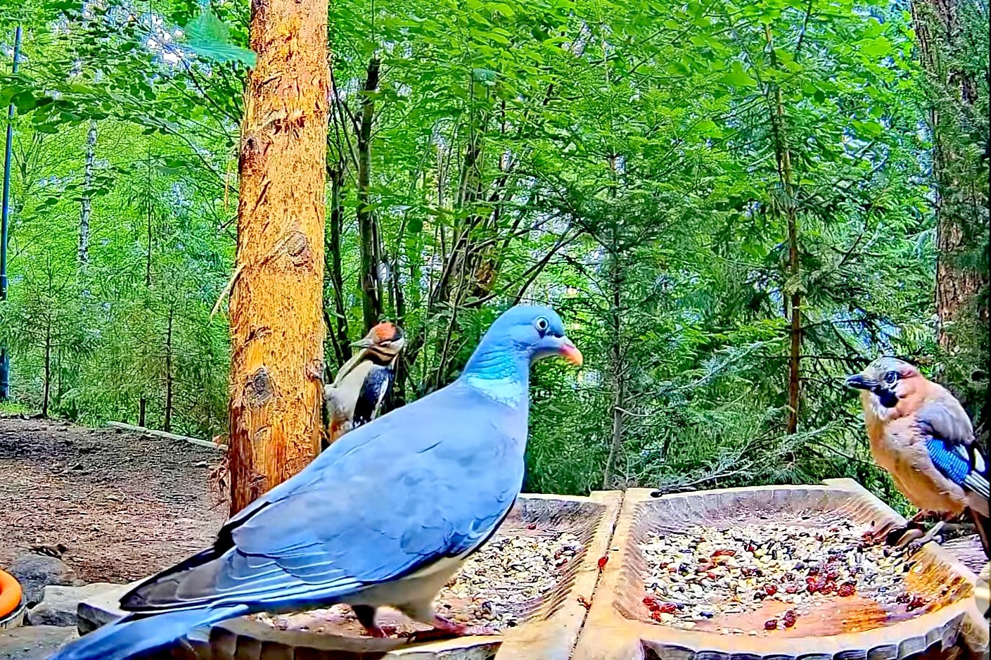 livebirdspoland_8b08cd93493d6f31daef84c82fbc4e6a.jpg