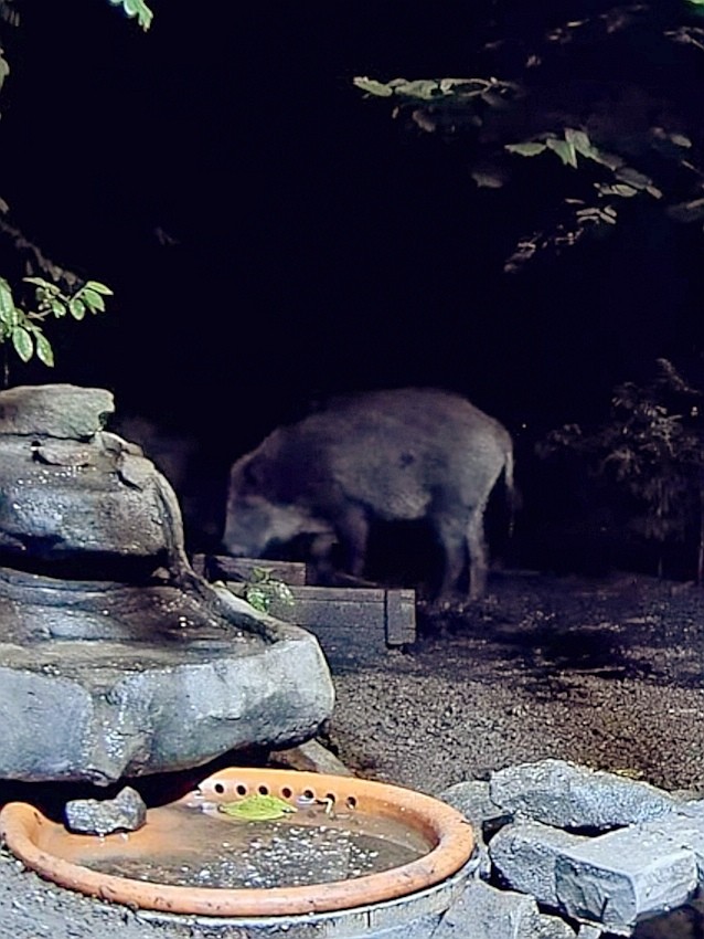 livebirdspoland_6d6f5b9fc4cdc8e12fe5eff181efd7d7.jpg