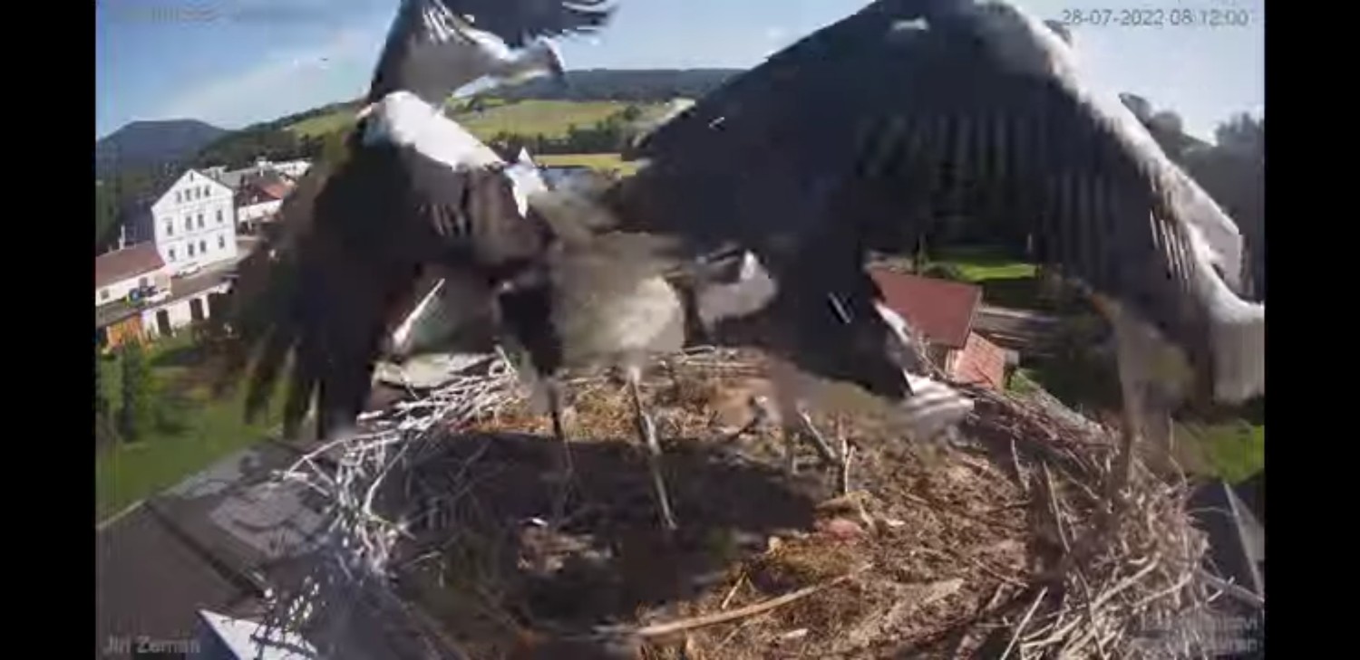 livebirdspoland_099ee563b18fb2abad317d8b55c6fa90.jpg