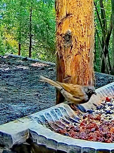 livebirdspoland_d7abcd5f018f2f9f7352570914f5b17a.jpg