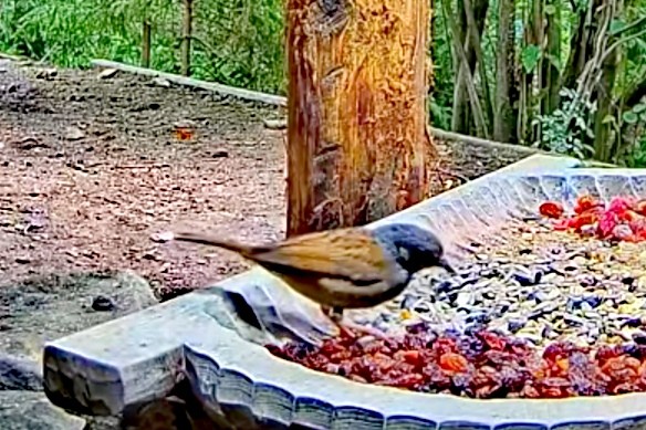 livebirdspoland_3f23191d78e093eba69e9202d39e0772.jpg