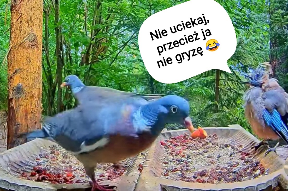 livebirdspoland_552f2e25f60392b572940fc99740a7b7.jpg