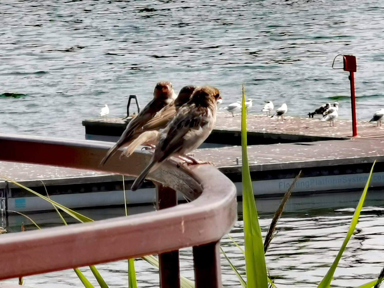 livebirdspoland_258206434be6667859393d43acc41a71.jpg
