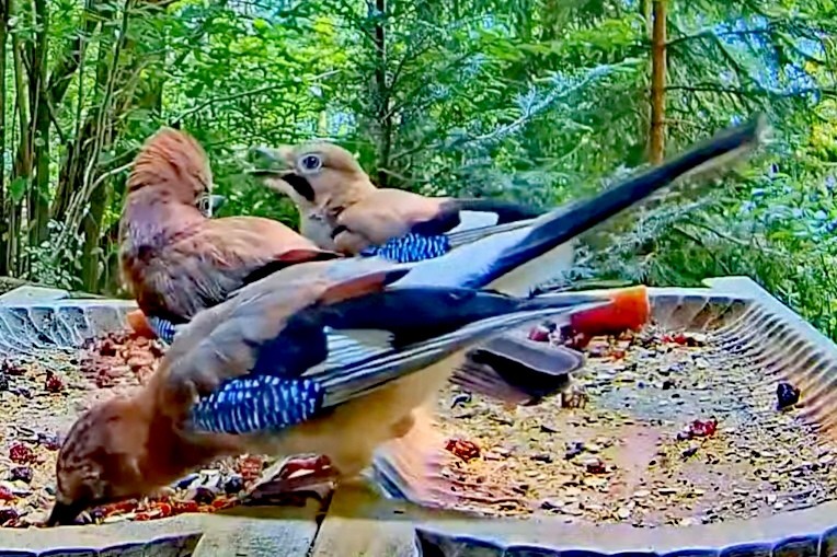 livebirdspoland_b1734be0cdab8683e721c35813aa72f2.jpg
