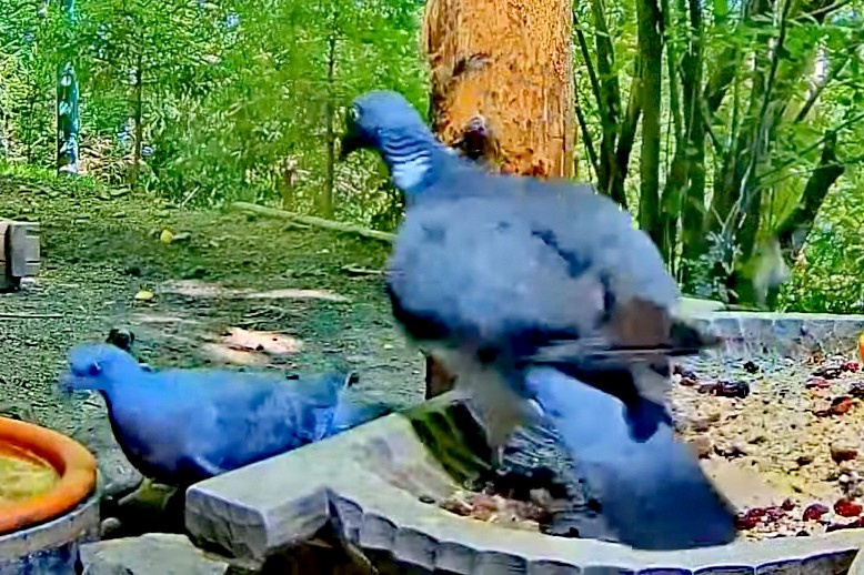 livebirdspoland_b7005bb670a71908400ff224dffbb88a.jpg